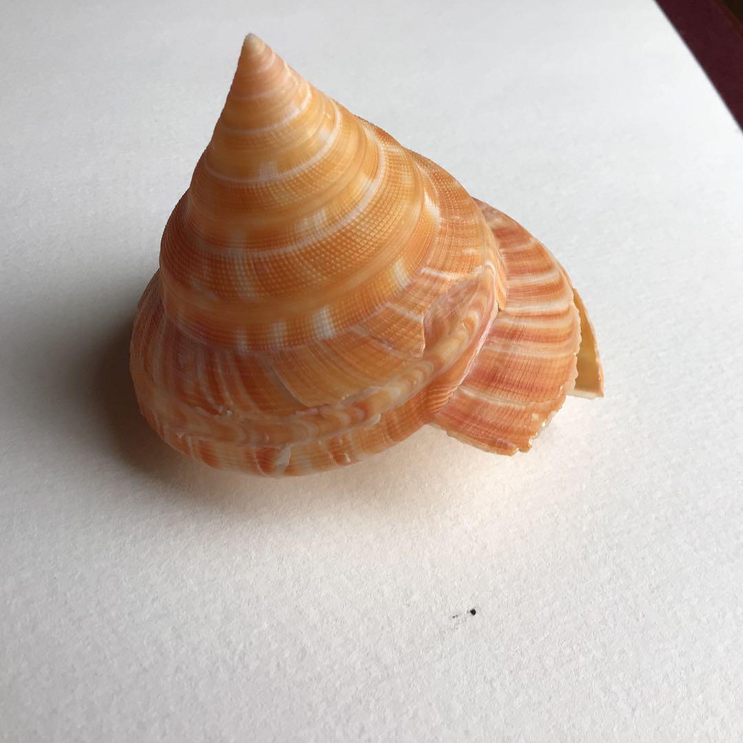 ナンバンオキナエビス6cm!!