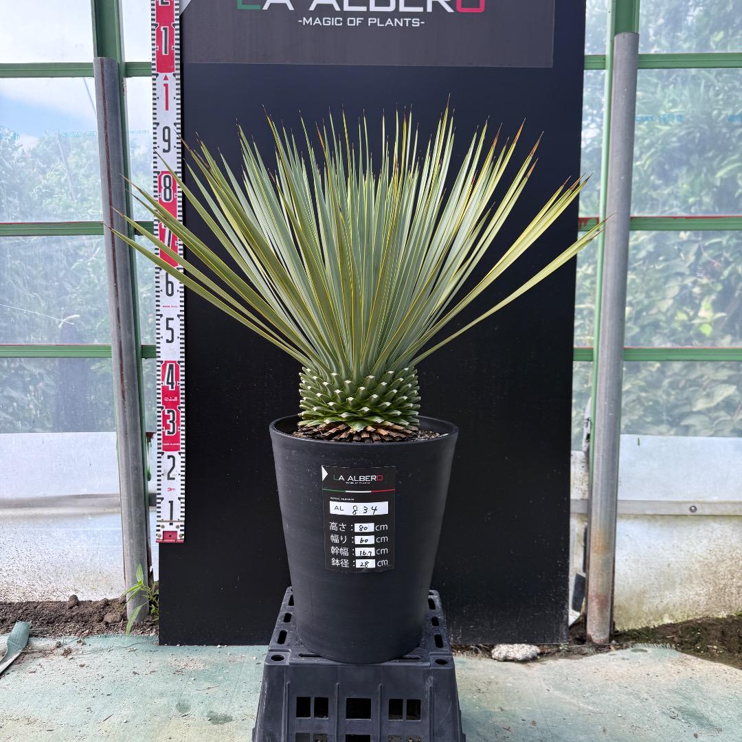 【AL894】ユッカ　ロストラータ 【在庫整理価格】古古ロスト AL834】ユッカ ロストラータ - メルカリ