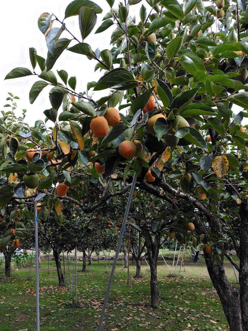 びっちゅうさん 甲州百目柿 20キロ目立った傷や汚れなし YUZUMIYA_COM