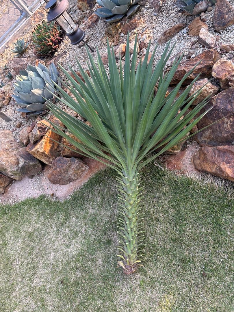 Yucca Aloifolia Cutting, Large Plant, Pickup Only, 90cm [Pickup in Gunma Prefecture]