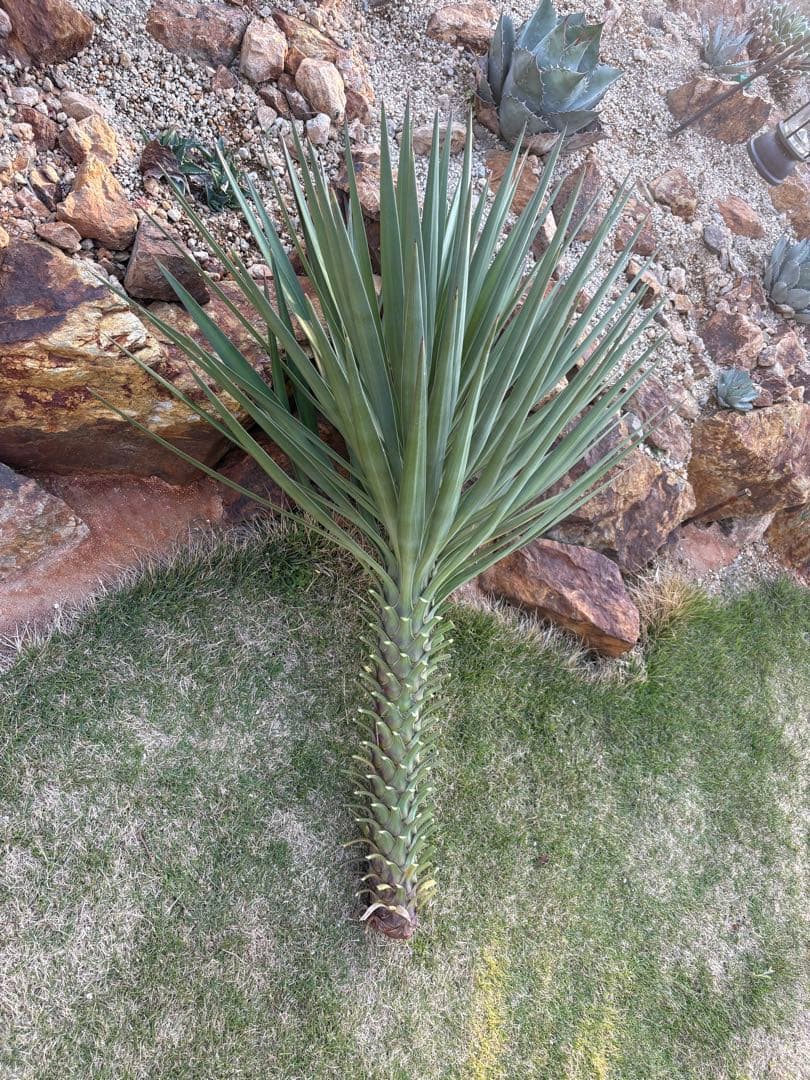 Yucca Aloifolia Cutting, Large Plant, Pickup Only, 90cm [Pickup in Gunma Prefecture]