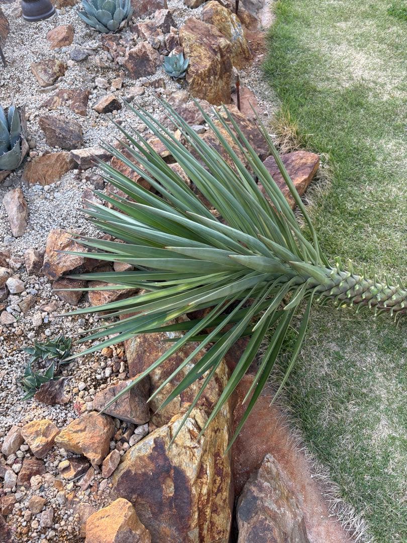 Yucca Aloifolia Cutting, Large Plant, Pickup Only, 90cm [Pickup in Gunma Prefecture]