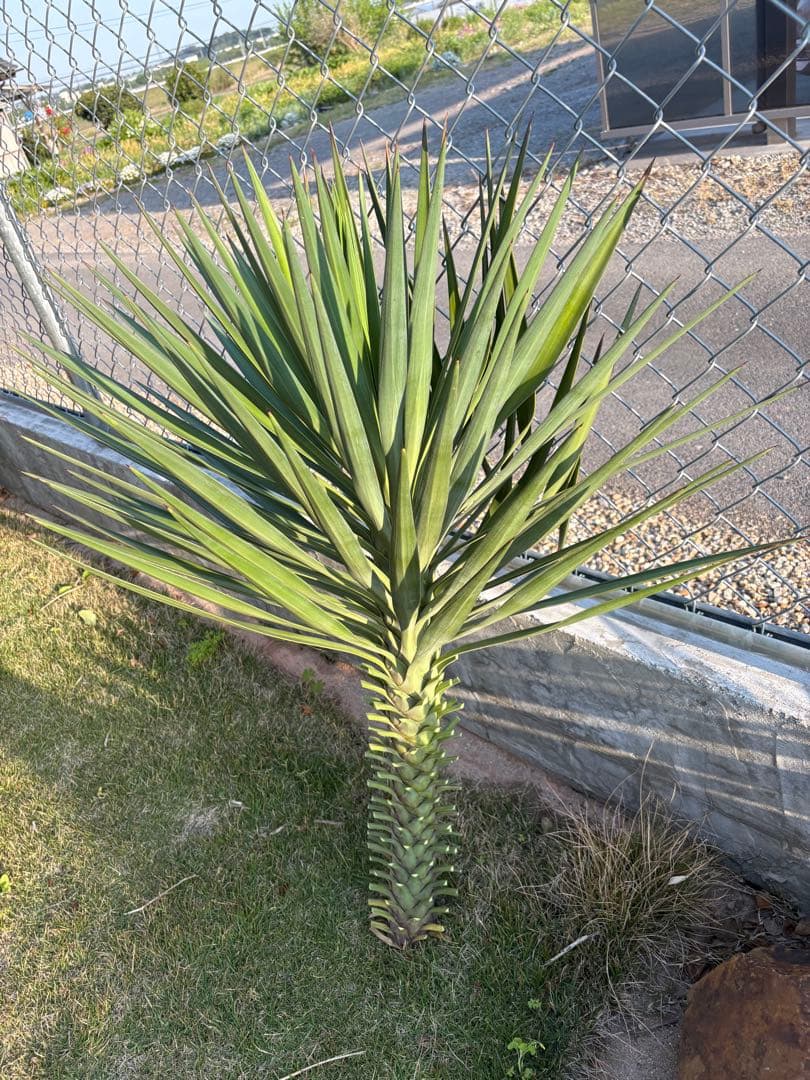 Yucca Aloifolia Cutting, Large Plant, Pickup Only, 90cm [Pickup in Gunma Prefecture]