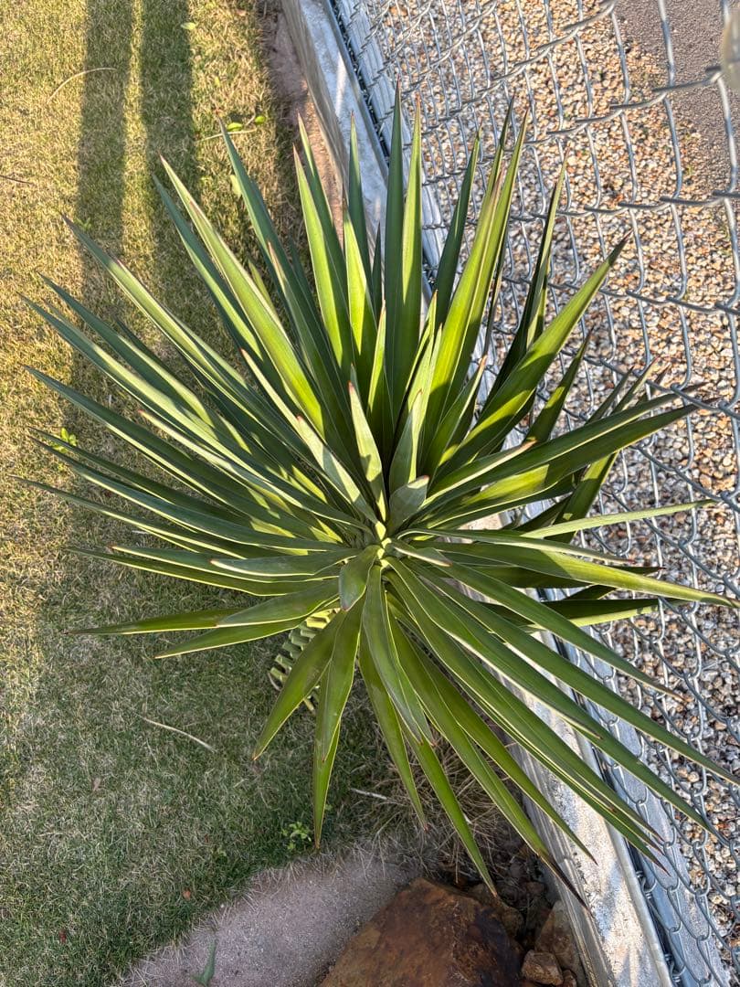 Yucca Aloifolia Cutting, Large Plant, Pickup Only, 90cm [Pickup in Gunma Prefecture]