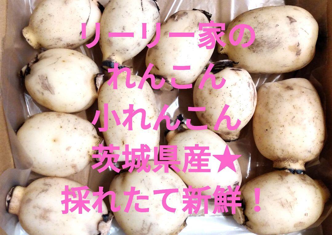れんこん　小レンコン　全国生産量日本一茨城県産れんこん