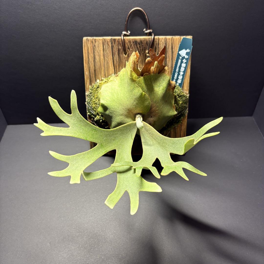 P. willinckii OMG spore ビカクシダウィリンキー