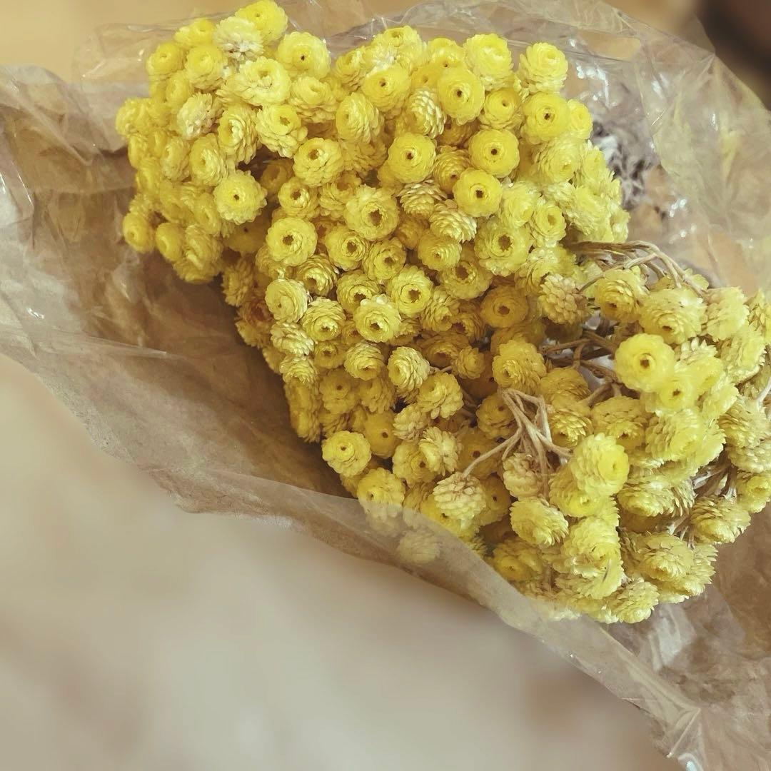 イモーテル イエロー