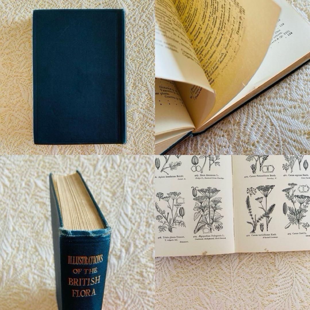 洋書　古書　イギリスの古い植物図鑑　額装にも映える繊細なモノクロ植物画1315点 洋書 古書 イギリスの古い植物図鑑 額装にも映える繊細な