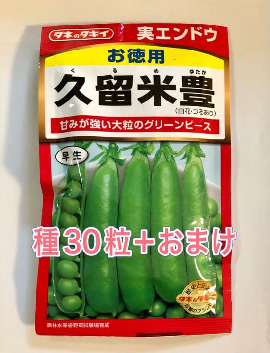 いいスタイル ツタンカーメン豆 種30粒 Llocal Nl