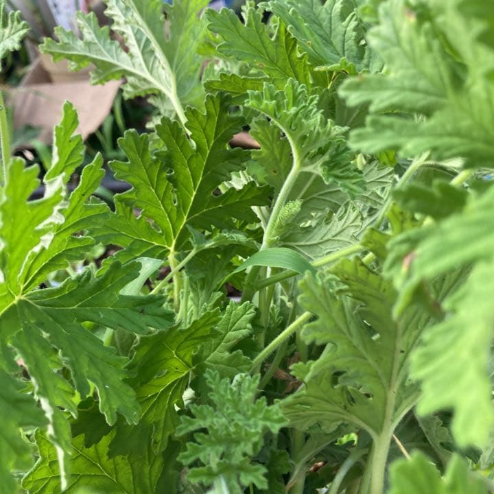 蚊除け草 カット苗 無農薬 虫除け ネコポスに入るだけ沢山 メルカリ 蚊除け草 カット苗 無農薬 虫除け ネコポスに入るだけ沢山 メルカリ