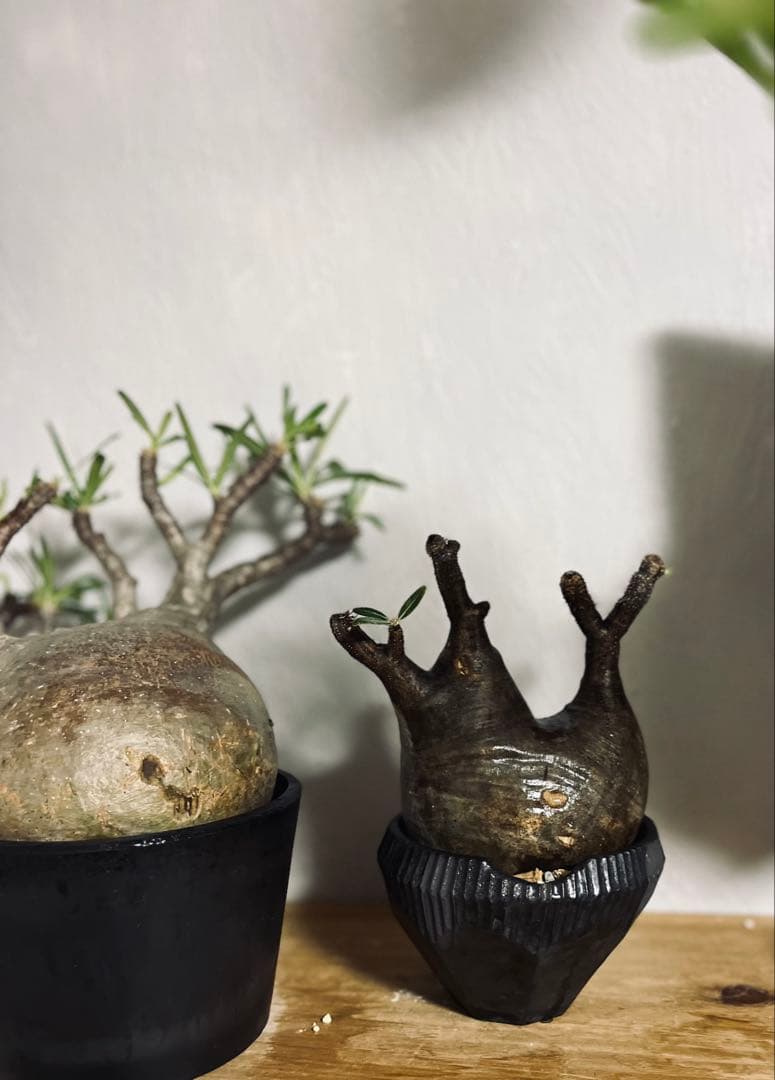 グラキリス
