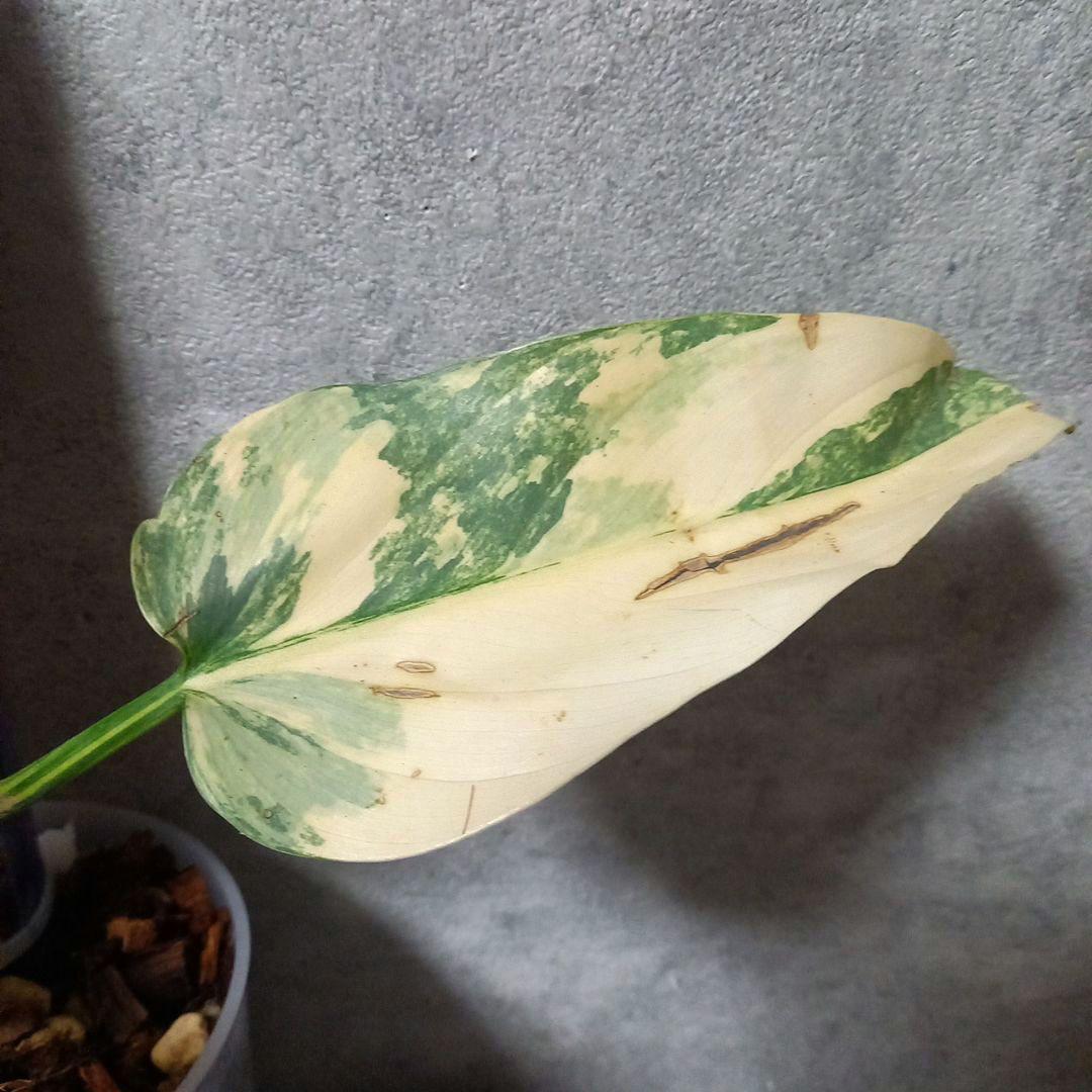 猫チップ 登棒仕立