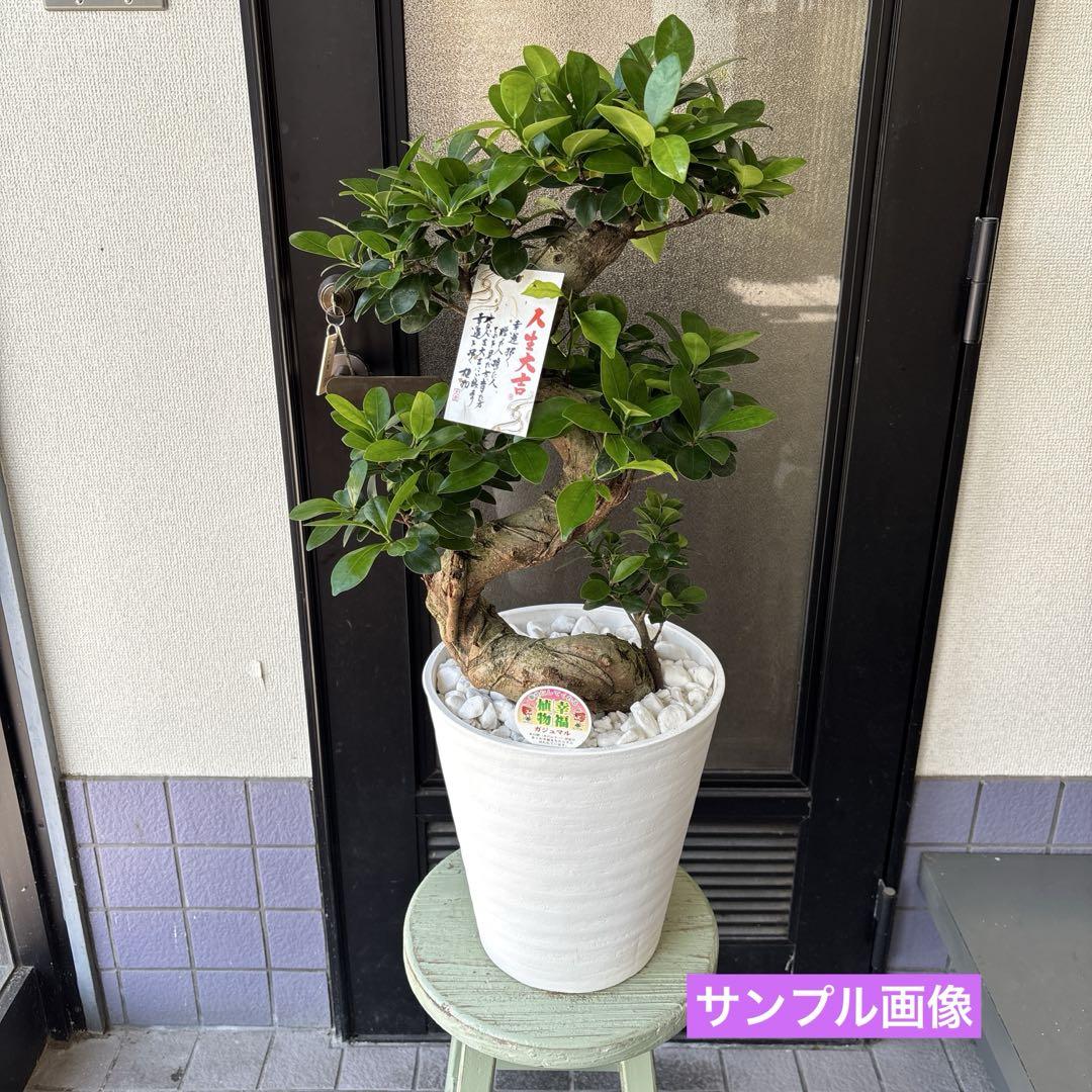 ガジュマル　盆栽仕立て　昇り龍　曲がり　受け皿付き　８号鉢