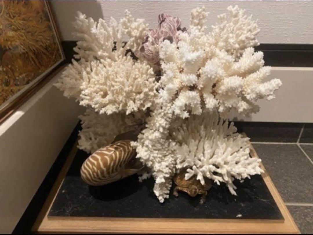 サンゴと貝殻の立体アートオブジェ