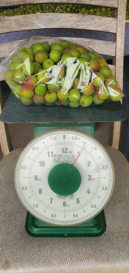 新鮮な小梅 約９キロ