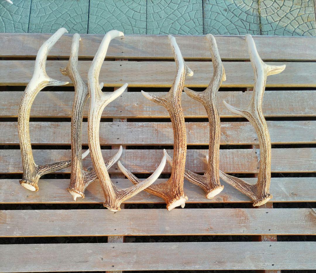 北海道 道東鹿の角