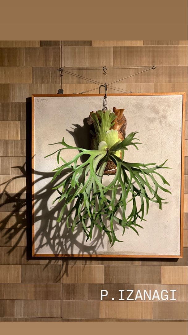 P.IZANAGI 伊奘諾 ビカクシダ 株分子株 P.IZANAGI 伊奘諾 ビカクシダ 株分6株 - メルカリ