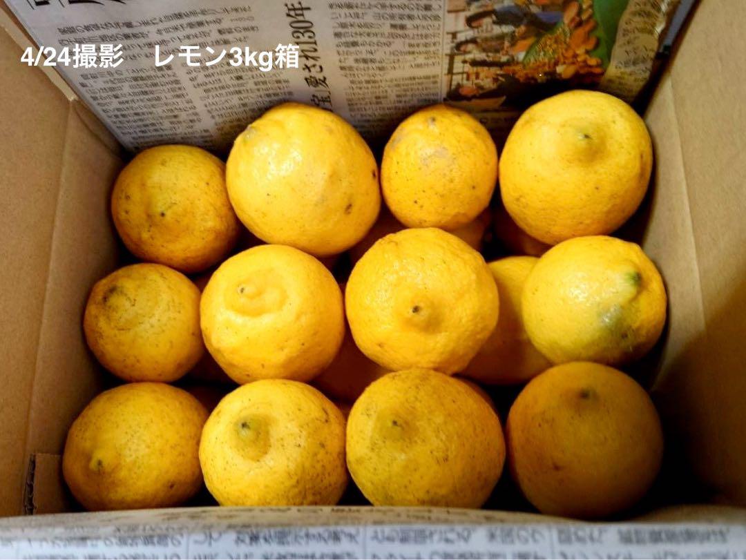 農薬不使用のレモン 10kg箱（アレンユーレカ）【愛媛の農家直送】0511す