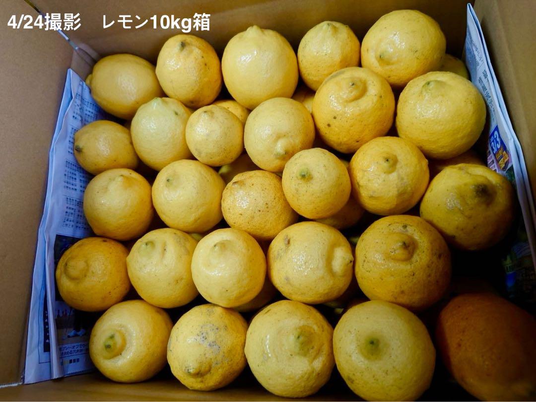農薬不使用のレモン 10kg箱（アレンユーレカ）【愛媛の農家直送】0511す