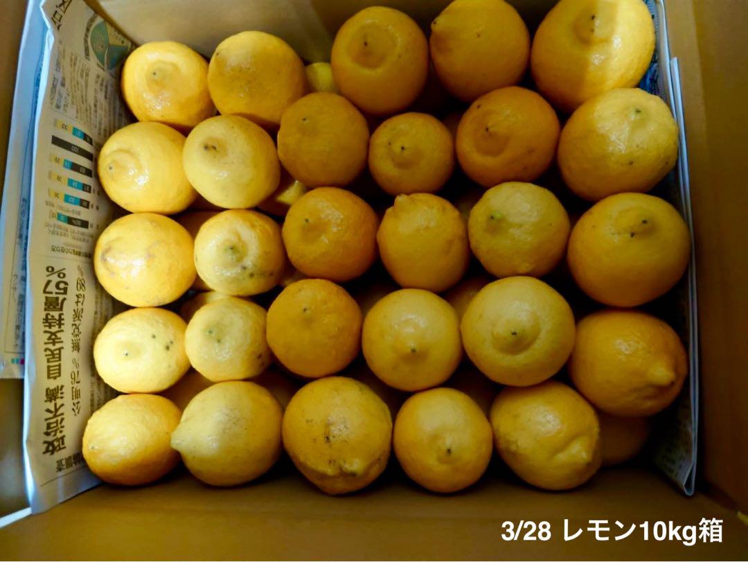 農薬不使用のレモン 10kg箱（アレンユーレカ）【愛媛の農家直送】0511す