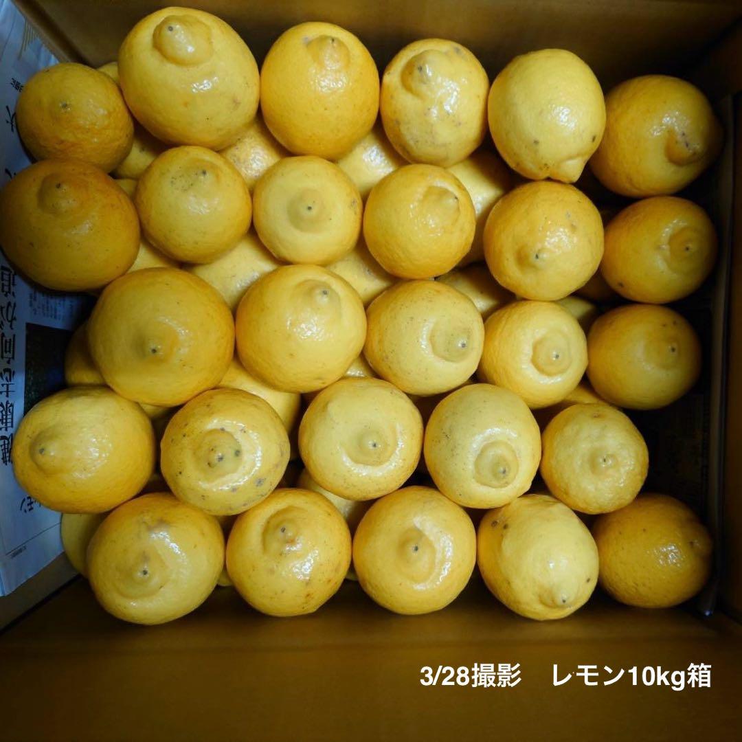 農薬不使用のレモン 10kg箱（アレンユーレカ）【愛媛の農家直送】0511す