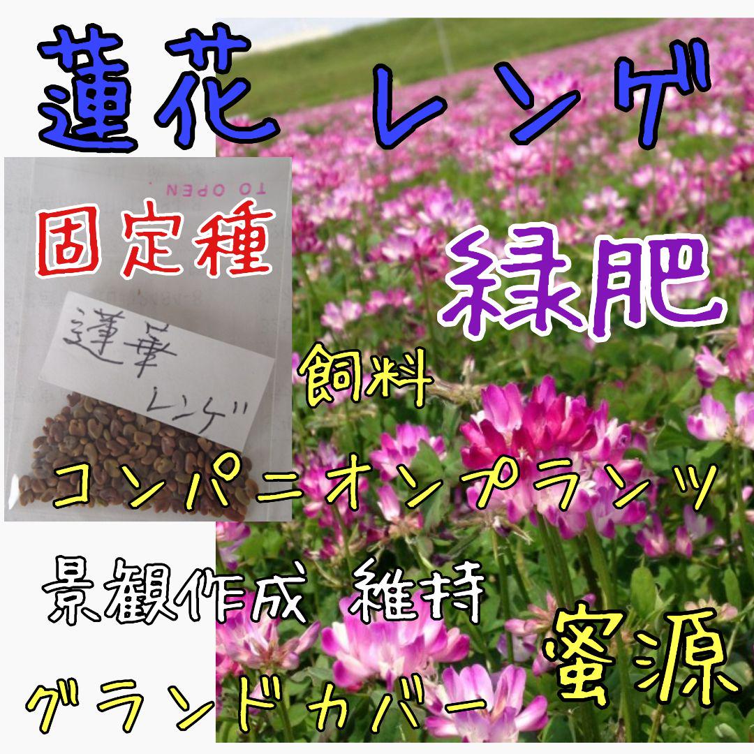 蓮花 レンゲ 緑肥 固定種 野菜の種 ハーブの種 家庭菜園 自然農 草マルチ メルカリ 蓮花 レンゲ 緑肥 固定種 野菜の種 ハーブの種 家庭菜園 自然農 草マルチ メルカリ