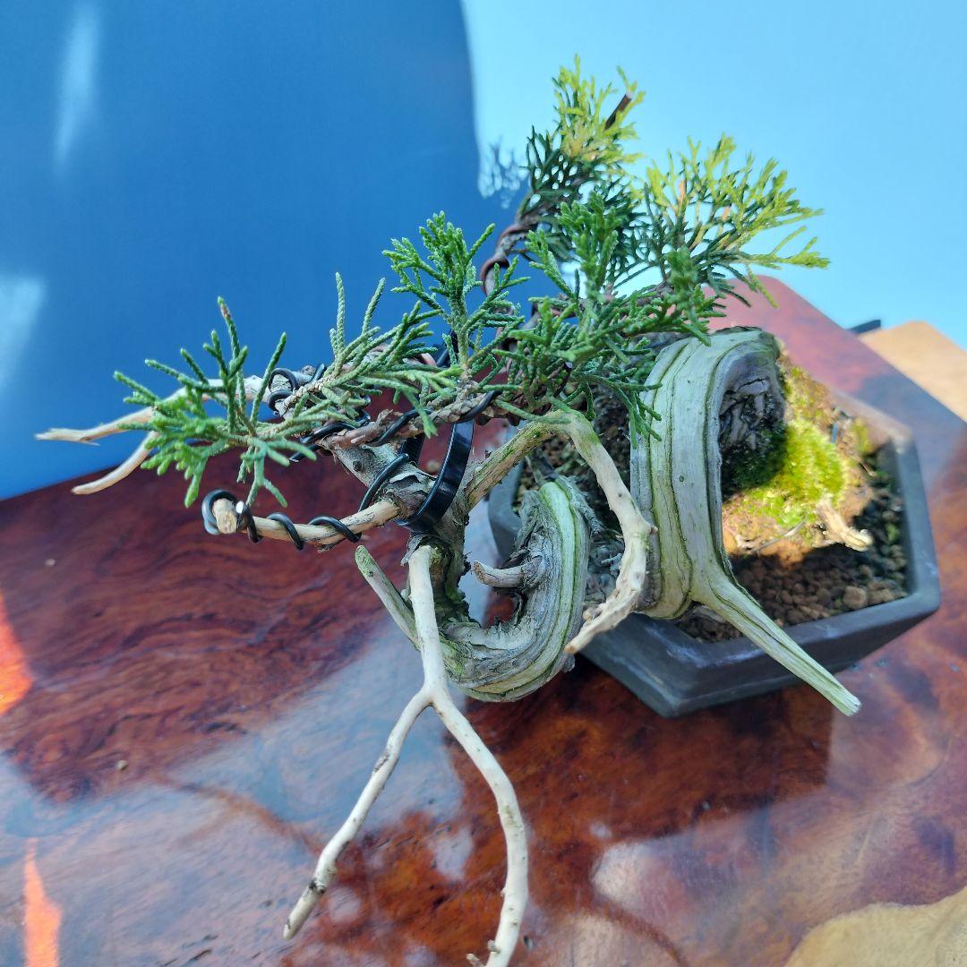 糸魚川真柏 小品盆栽 糸魚川真柏 小品盆栽