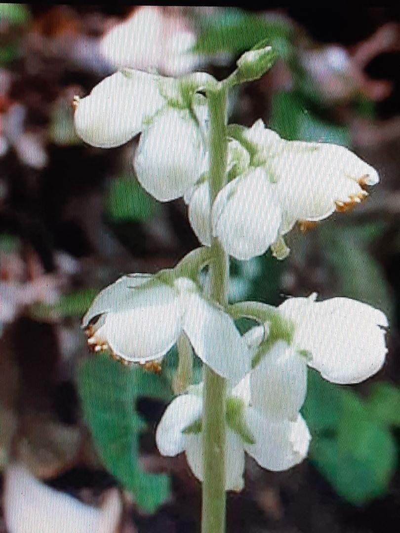 山野草　多年草　ツル植物　薬草　苗　イチヤクソウ　常緑一薬草　掘り上苗