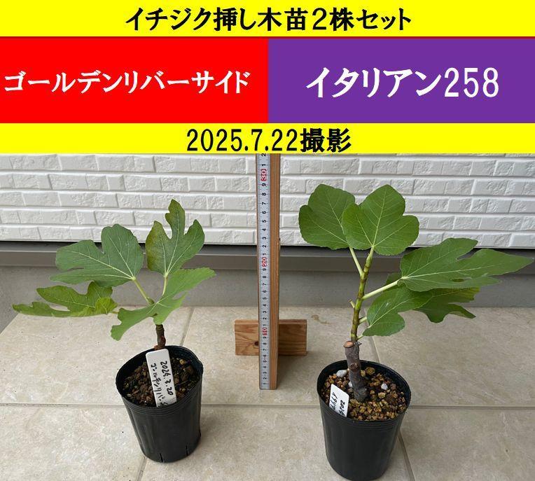 イチジク苗木 2株セット ゴールデンリバーサイド イタリアン258