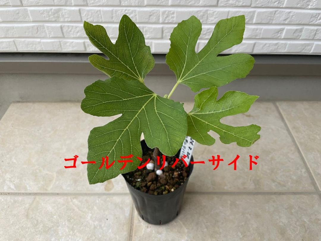 イチジク苗木 2株セット ゴールデンリバーサイド イタリアン258 イチジク苗木 2株セット ゴールデンリバーサイド イタリアン258
