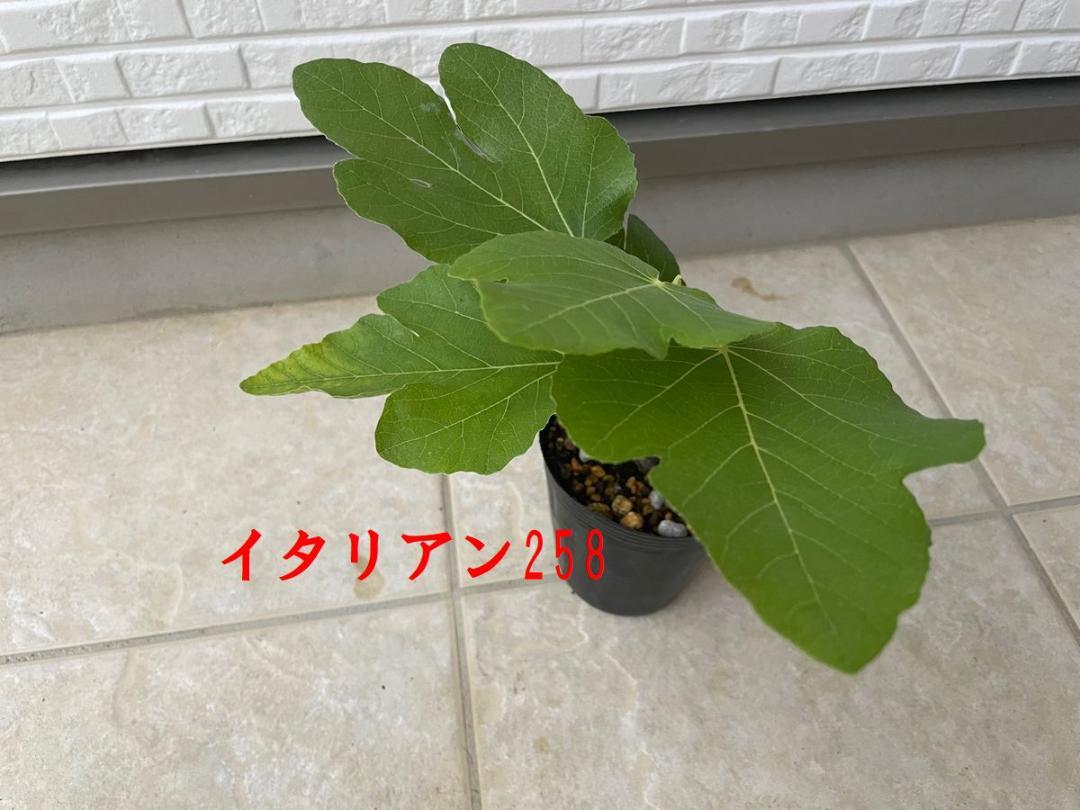 イチジク苗木 2株セット ゴールデンリバーサイド イタリアン258 イチジク苗木 2株セット ゴールデンリバーサイド イタリアン258