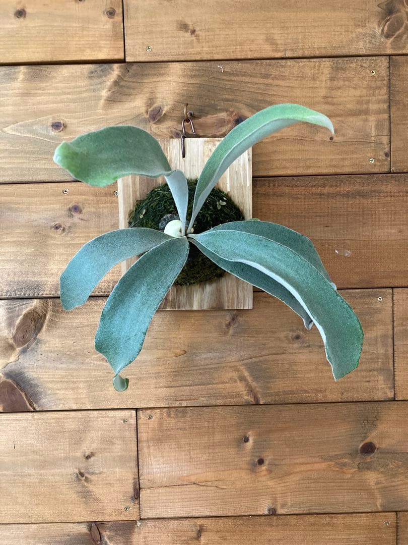 ビカクシダ ベイチーワイルド スポア