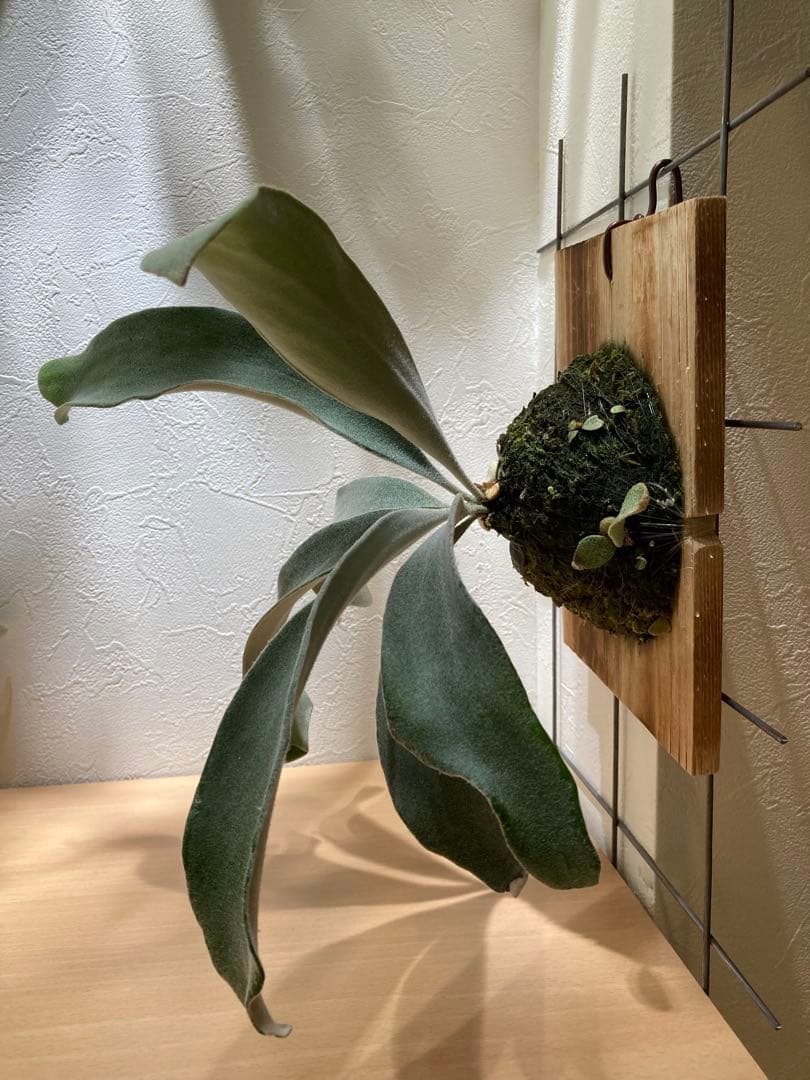 ビカクシダ ベイチーワイルド スポア mdprevattcaulkingandwaterproofing.com