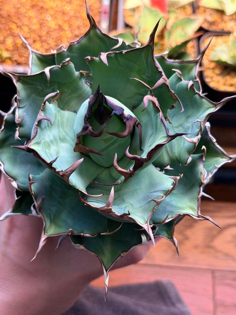 毒刺ハデス コレクション株目立った傷や汚れなし