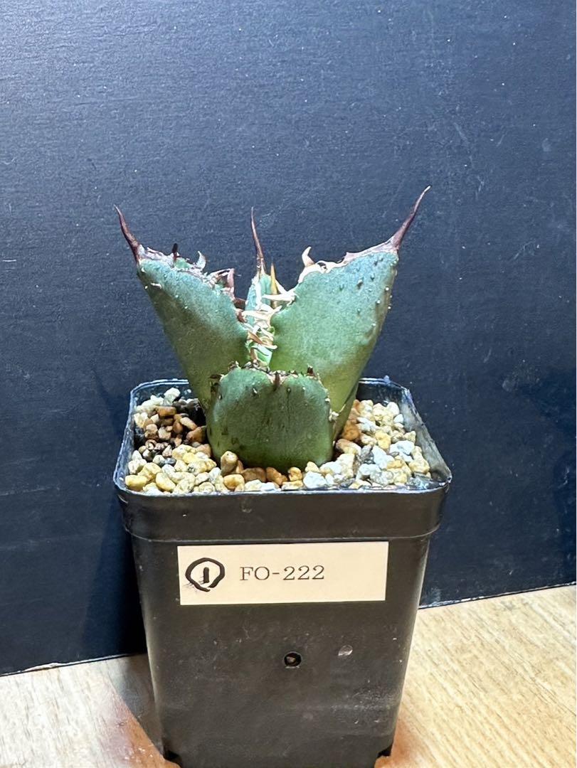Amazing ミノルマン TUMADATI ツマダチ ① FO222強刺アガベチタノタぶつぶつ