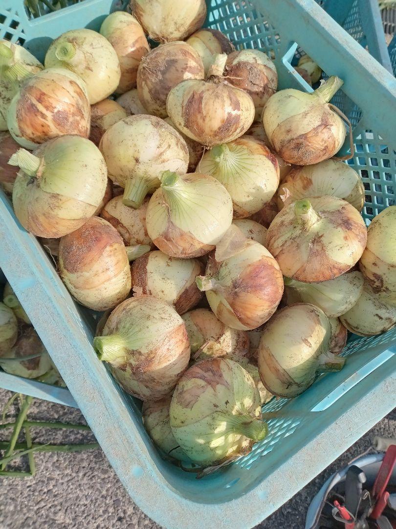 新玉ねぎ　農薬不使用　15kg
