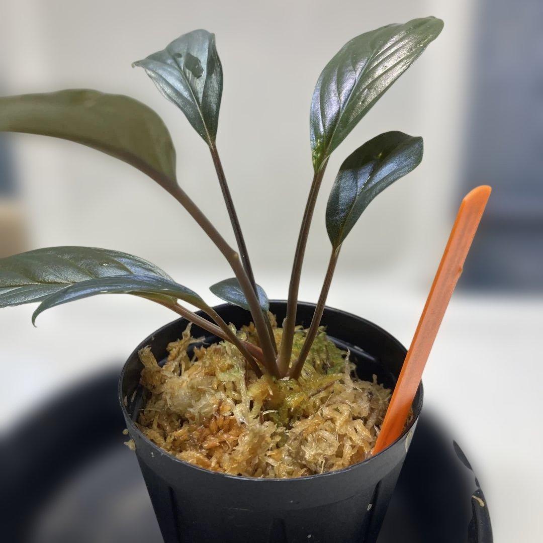 増殖株 Homalomena TEMPER BLUE ホマロメナ 増殖株 Homalomena TEMPER BLUE ホマロメナ