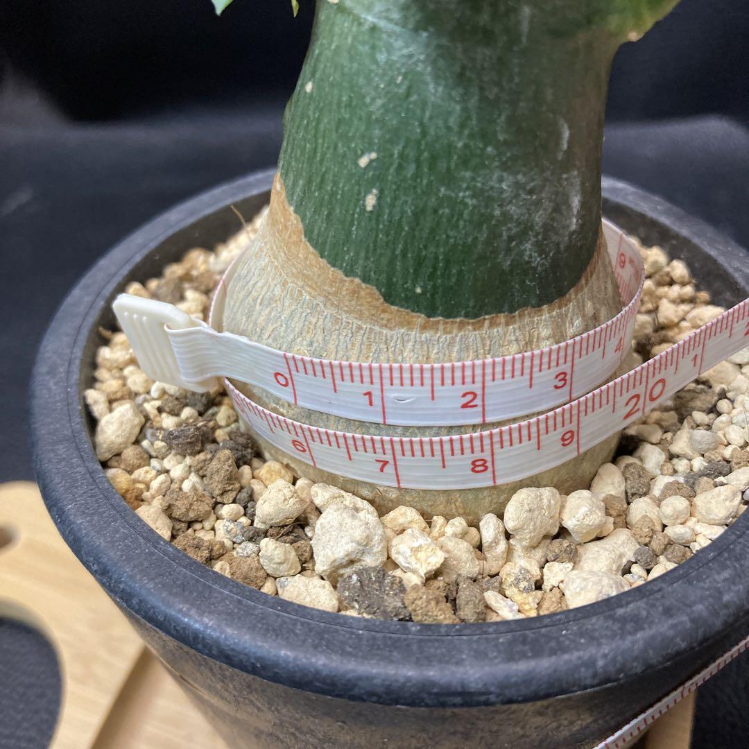 アデニア フルチコーサ 発根済 観葉植物