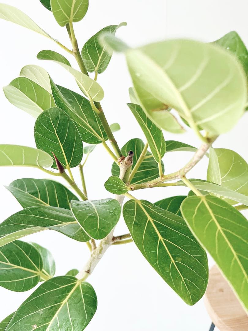 ベンガレンシス 曲がり