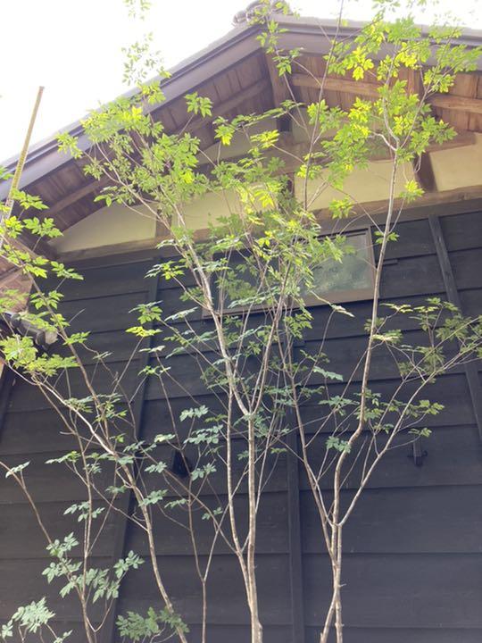 74 山採り　アオダモ 特大絶品。山採りアオダモ。 苗木・植木