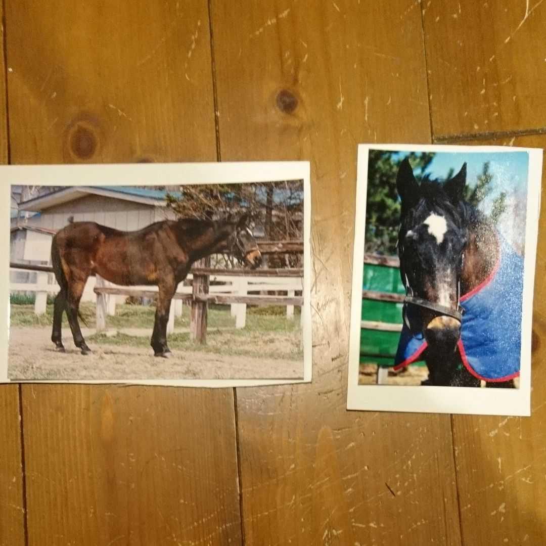 2022定番人気 競馬 ミホシンザン写真 蹄鉄印 mJwTi-m88637472711 シンザン 限定品お得