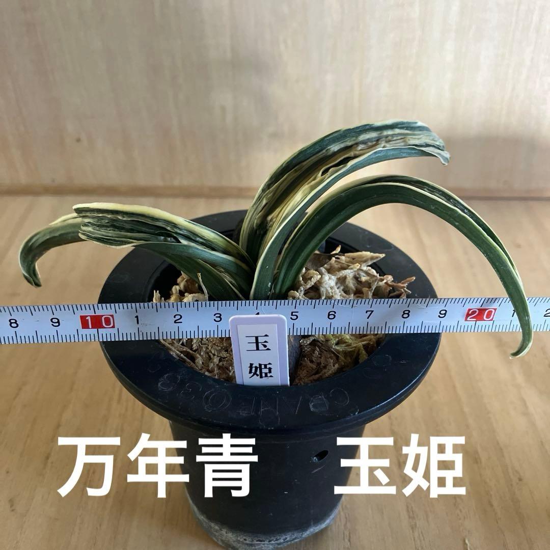 万年青　オモト　玉姫