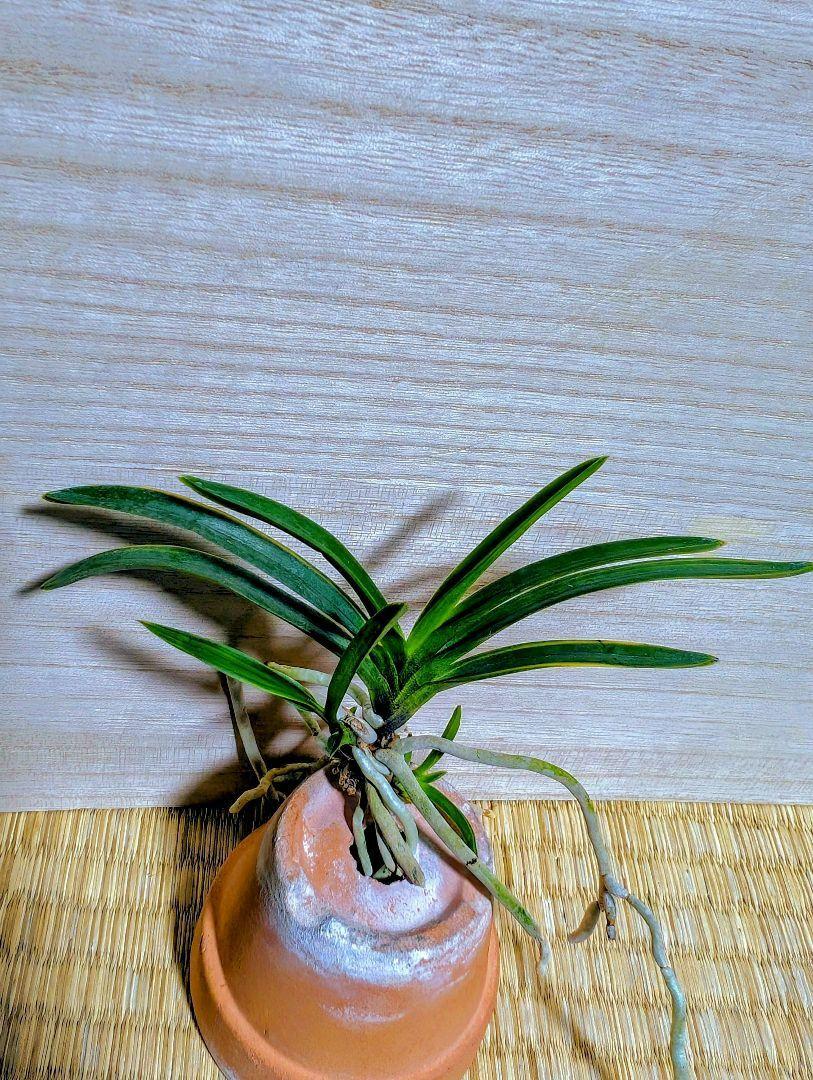 伊予だぬきさん専用富貴蘭　田口羆(本芸を産んだ親)