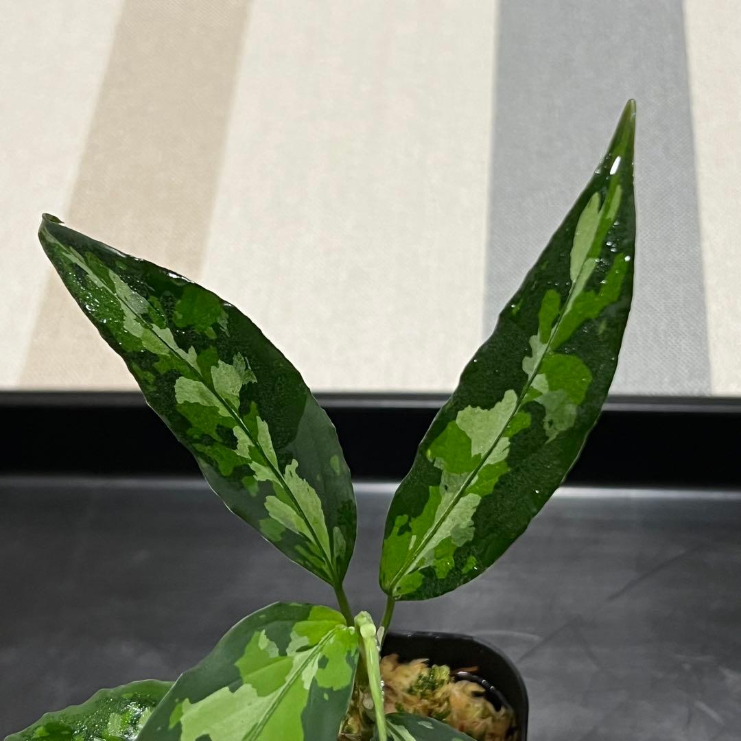 アグラオネマ ピクタム　LA0121-01z-b Aglaonema pictum Aceh sumatera ［LA0121-01z-b］アグラオネマ ピクタム