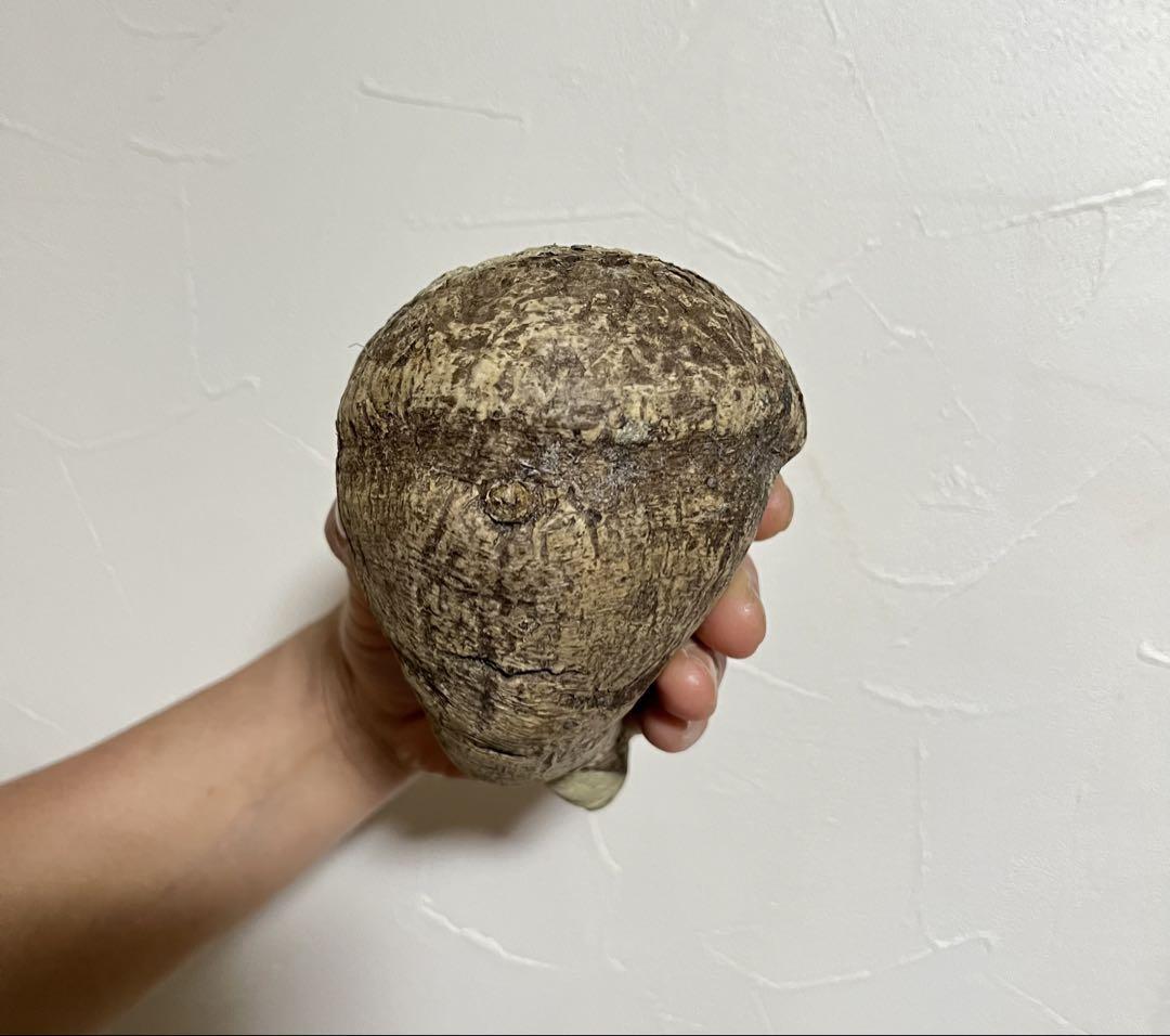 塊根植物・コーデックス Euphorbia fanshaway