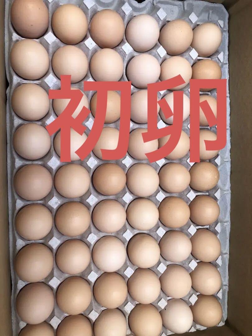 ⭕️初卵S200コ¥6000ラスト12です⭕️