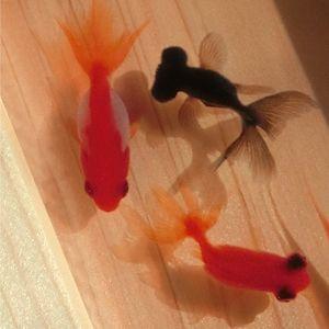 大人気定番商品 金魚 アート 祭 樹脂金魚 誕生日 プレゼント 贈り物 ギフト 置物 絵画