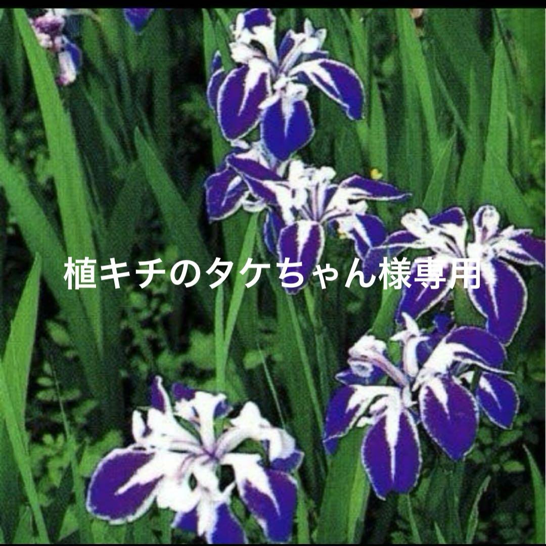珍しいカキツバタ 舞孔雀