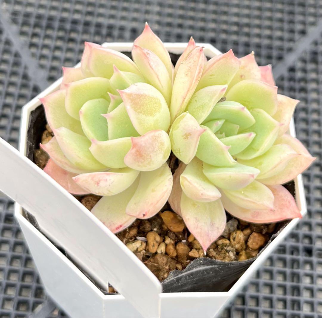 札付き】木花咲耶、レミリア コキリノさん命名苗 ポットごと