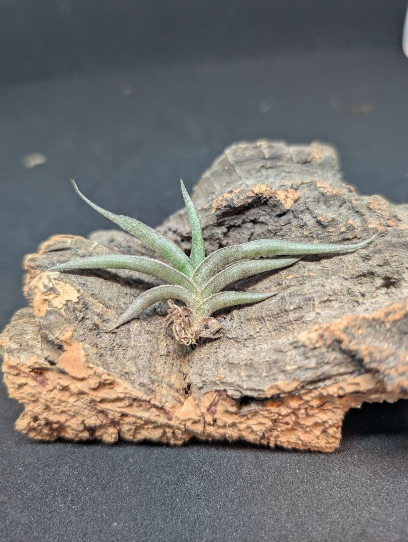 Tillandsia ギリエシーやや傷や汚れあり